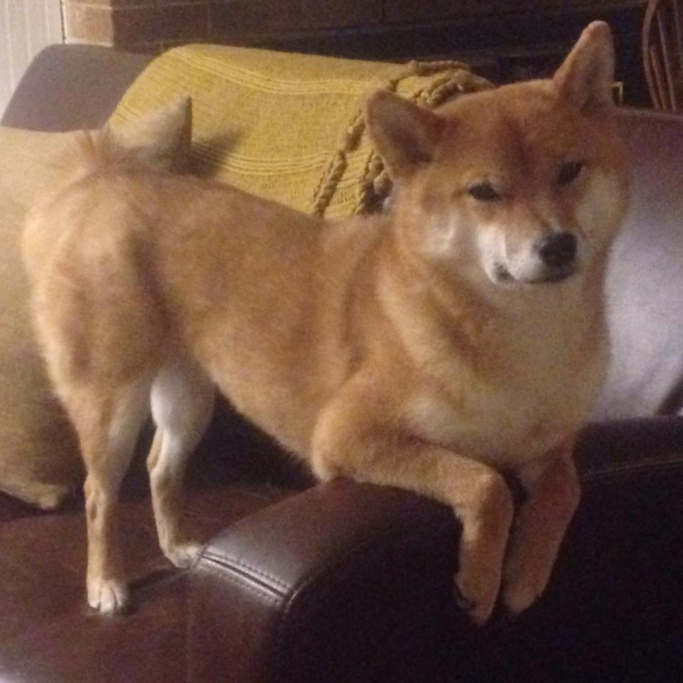 东决之夜,米切尔的独舞与压制级表演