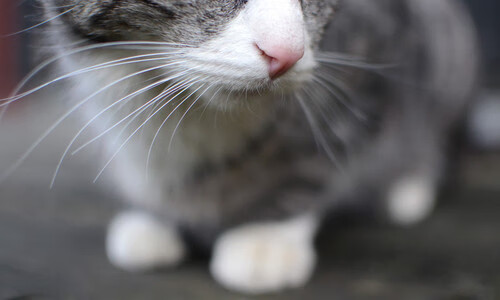 德罗赞统治全场,辽宁队生死战逆转太阳队