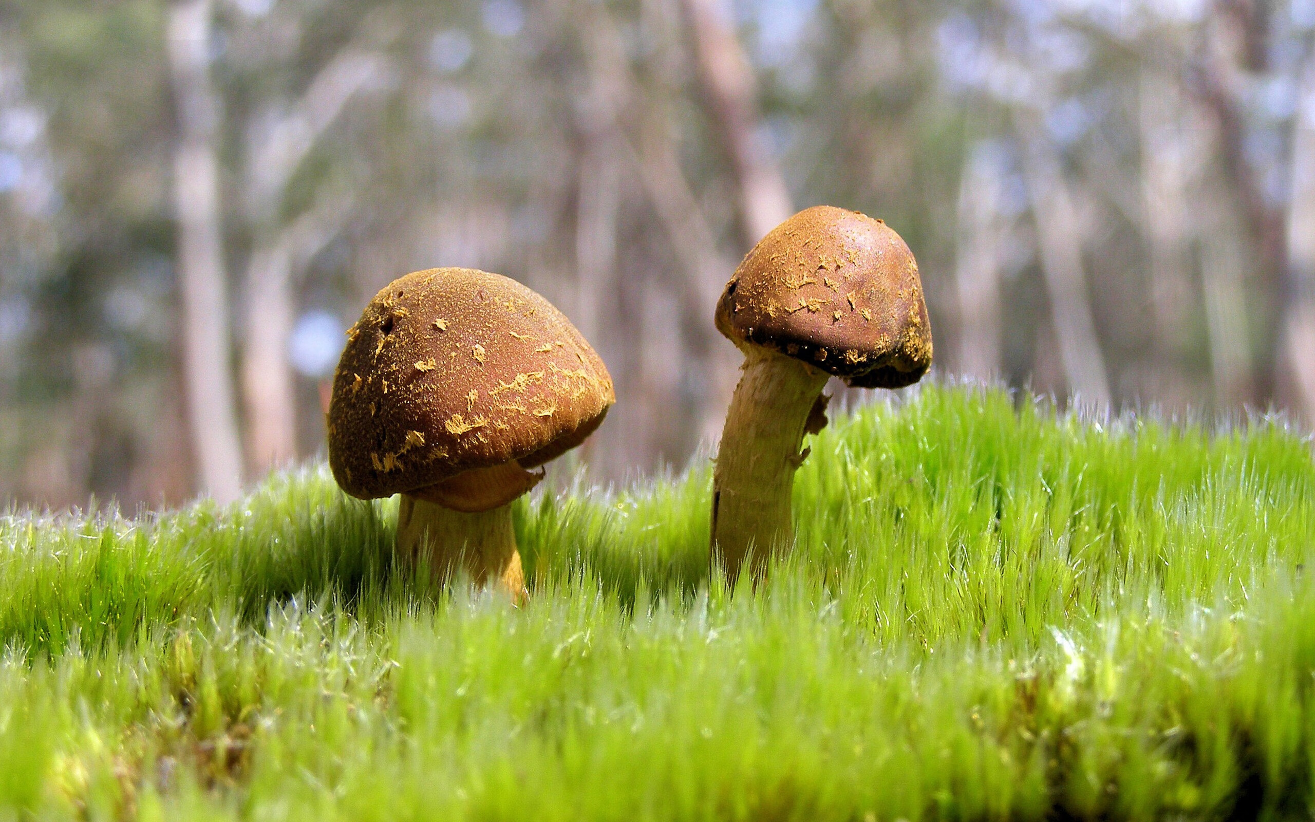 赛道与封锁线,F1街道赛焦点战在瑞典封锁挪威的阴影下